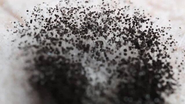 detailed macro footage of black mold on a toast bread, dangerous Aspergillus fumigatus fungus close-up, bokeh 