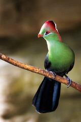 An adult fischer's turaco, tauraco fischeri, perched on a branch. This colourful bird is near threatened in the wild and is endemic to East Africa. - obrazy, fototapety, plakaty