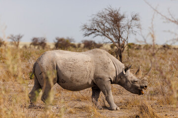 Black rhino in the savannah, Etoshan National Park, Namibia