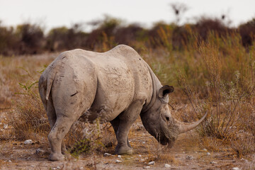 Obraz premium Black rhino in the Safari, Africa