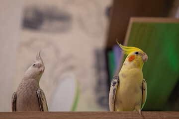 Cockatiel parrots.Funny parrots.Cockatiel pets.Bird with a crest.Cute animal.Funny...
