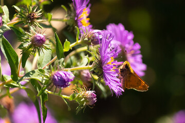 This cute little skipper butterfly is seen in this beautiful purple flower to collect come nectar....
