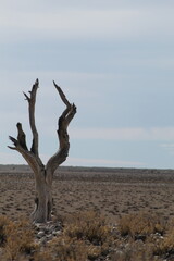 Tree in Etosha National Park, Namibia.