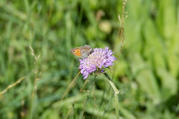 Small Heath (Coenonympha pamphilus) butterfly sitting on a small scabious in Zurich, Switzerland