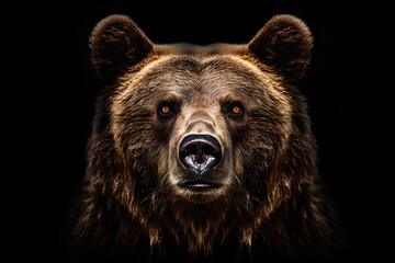 Portrait of a grizzly bear against a black background