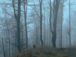 Creepy beech trees forest in Jeseniky mountains at autumn