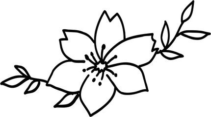 Doodle freehand drawing of cherry blossom flowers.	