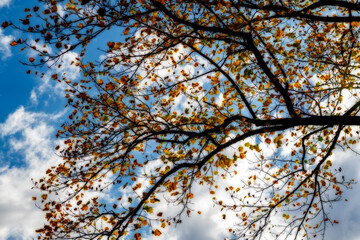 Yellow leaves over the water