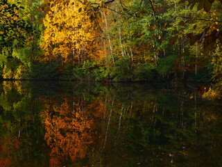 Mysterious foggy forest with reflexion on a watter surface during autumn day