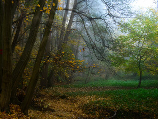 Mysterious foggy forest with brook during autumn day