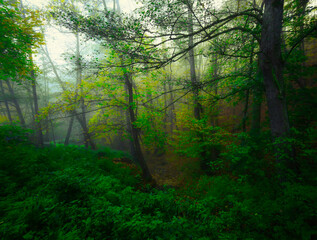 Mysterious foggy forest during autumn day