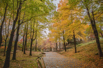 autumn in the park