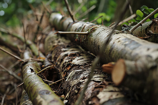abatis barricade of felled trees