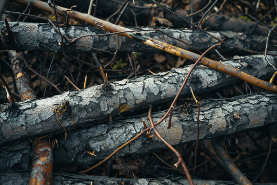 abatis barricade of felled trees