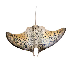 Watercolor Stingrays isolated on white or transparent background