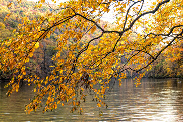 Yellow leaves over the water