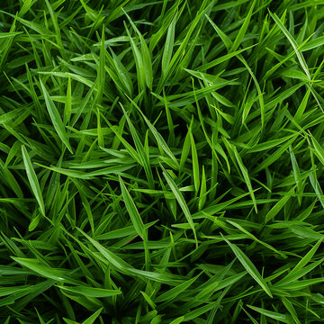 Close-up of grass texture