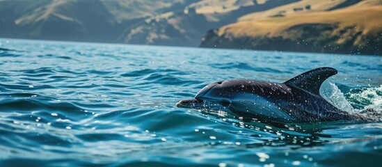 Hector's Dolphin and baby swimming in Akaroa Harbor, NZ.