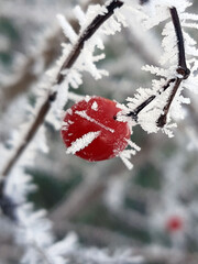 Viburnum berry in frost close-up
