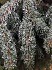 Icy pine branches close-up