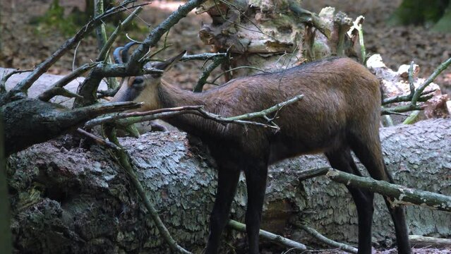 Close up of chamois  goat rubbing his horns on a branch