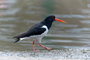 Eurasian oystercatcher (Haematopus ostralegus) walking on land with negative space