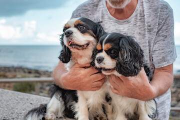 Close up portrait of two cavalier king charles dogs sitting close to the beach with their owner....