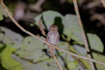 Oriental scops owl (Otus sunia) at South Andaman. India