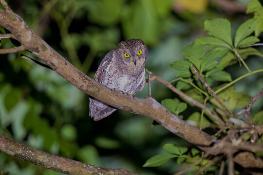 Oriental scops owl (Otus sunia) at South Andaman. India