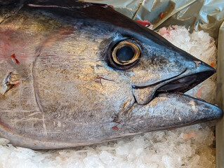At the fish counter: head of a tuna on ice - obrazy, fototapety, plakaty