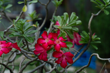 Obraz premium Desert rose, Mock Azalea, Pinkbignonia, Impala lily