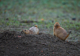 The black-tailed prairie dog (Cynomys ludovicianus), Theodore Roosevelt National Park
