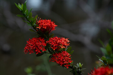 Chinese ixora or Ixora flower : Red Ixora flowers, bouquet of flowers forming a large bouquet of red flowers