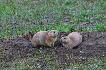 The black-tailed prairie dog (Cynomys ludovicianus), Theodore Roosevelt National Park