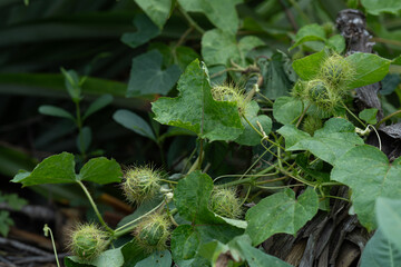 Stinking Passion Flower on the ground.