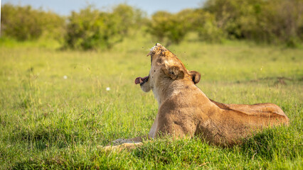 Lioness ( Panthera Leo Leo) yawning, Mara Naboisho Conservancy, Kenya.