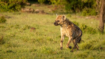 A spotted hyena (Crocuta crocuta) running in the golden light of dawn, Mara Naboisho Conservancy, Kenya.