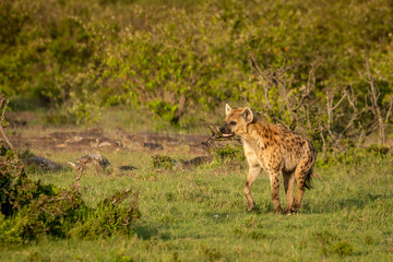 A spotted hyena (Crocuta crocuta) running in the golden light of dawn, Mara Naboisho Conservancy, Kenya.