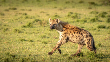 Naklejka na ściany i meble A spotted hyena (Crocuta crocuta) running and looking at the camera, Mara Naboisho Conservancy, Kenya.