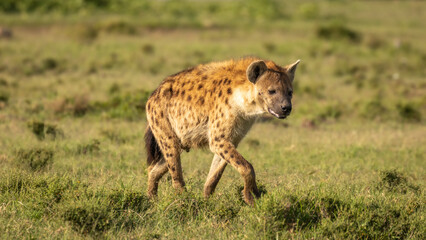 A spotted hyena (Crocuta crocuta) running, Mara Naboisho Conservancy, Kenya.