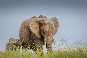 Elephant ( Loxodonta Africana) with a calf grazing, Olare Motorogi Conservancy, Kenya.