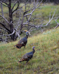 The wild turkey (Meleagris gallopavo), wild birds on a green meadow, North Dakota