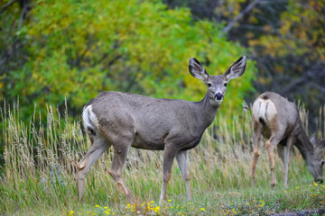 Naklejka na ściany i meble The mule deer (Odocoileus hemionus), animals in a meadow among green grass looking forward