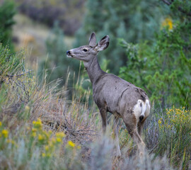 The mule deer (Odocoileus hemionus), animals in a meadow among green grass looking forward