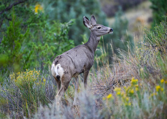The mule deer (Odocoileus hemionus), animals in a meadow among green grass looking forward