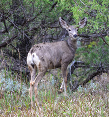 The mule deer (Odocoileus hemionus), animals in a meadow among green grass looking forward