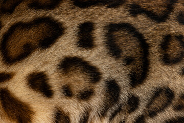 Full frame macro detailed  image of brown with black spotted domestic Bengal cat furr.