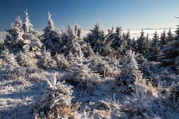 Winter landscape near Velka Destna, Orlicke mountains, Eastern Bohemia, Czech Republic