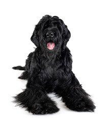 Giant Schnauzer in studio