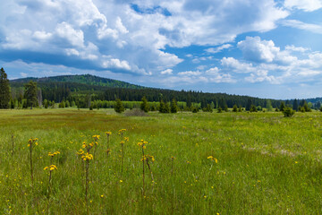 Typical spring landscape near Stozec, Nation park Sumava, Czech Republic